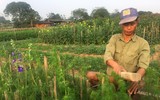 Làng Khương Hạ vào mùa hoa Tết